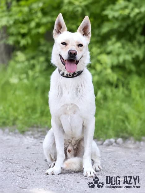 Mario - reserve, male mixed breed for adoption at OZ Dog Azyl, Veľký Meder