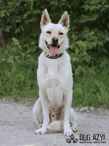 Mowgli, male senior mixed breed for adoption at OZ Dog Azyl, Veľký Meder