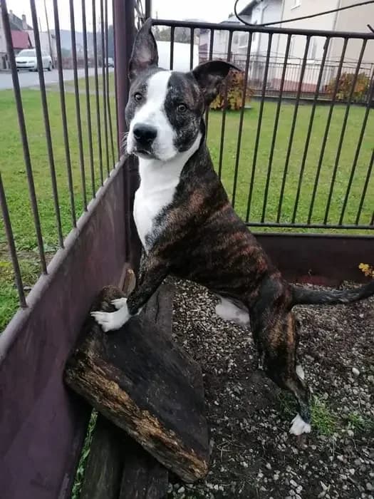 Boyar, male young mixed breed for adoption at OZ ENGY Snina, Snina