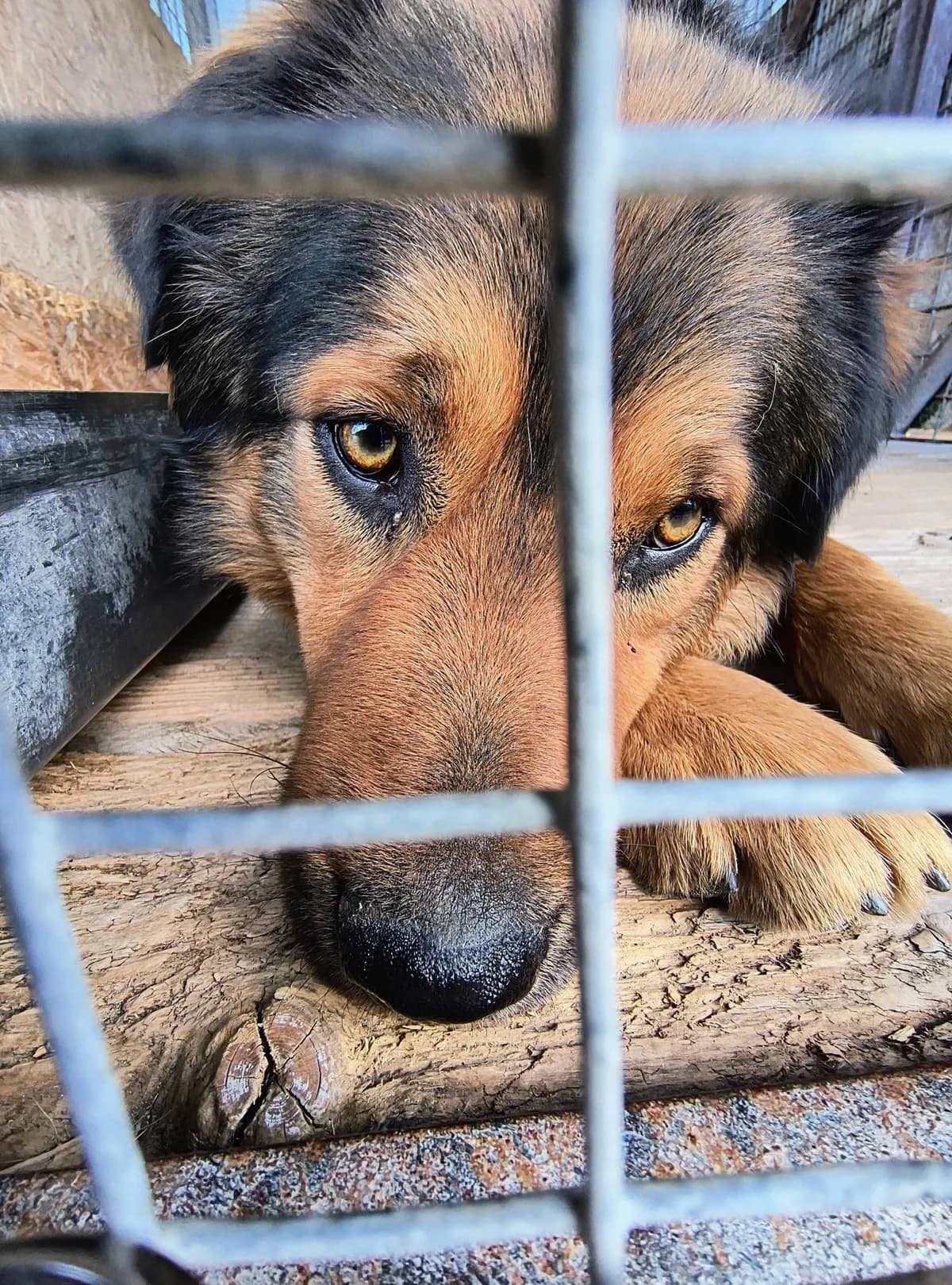 Maco, Mixed Breed (Karanténna stanica Pezinok)