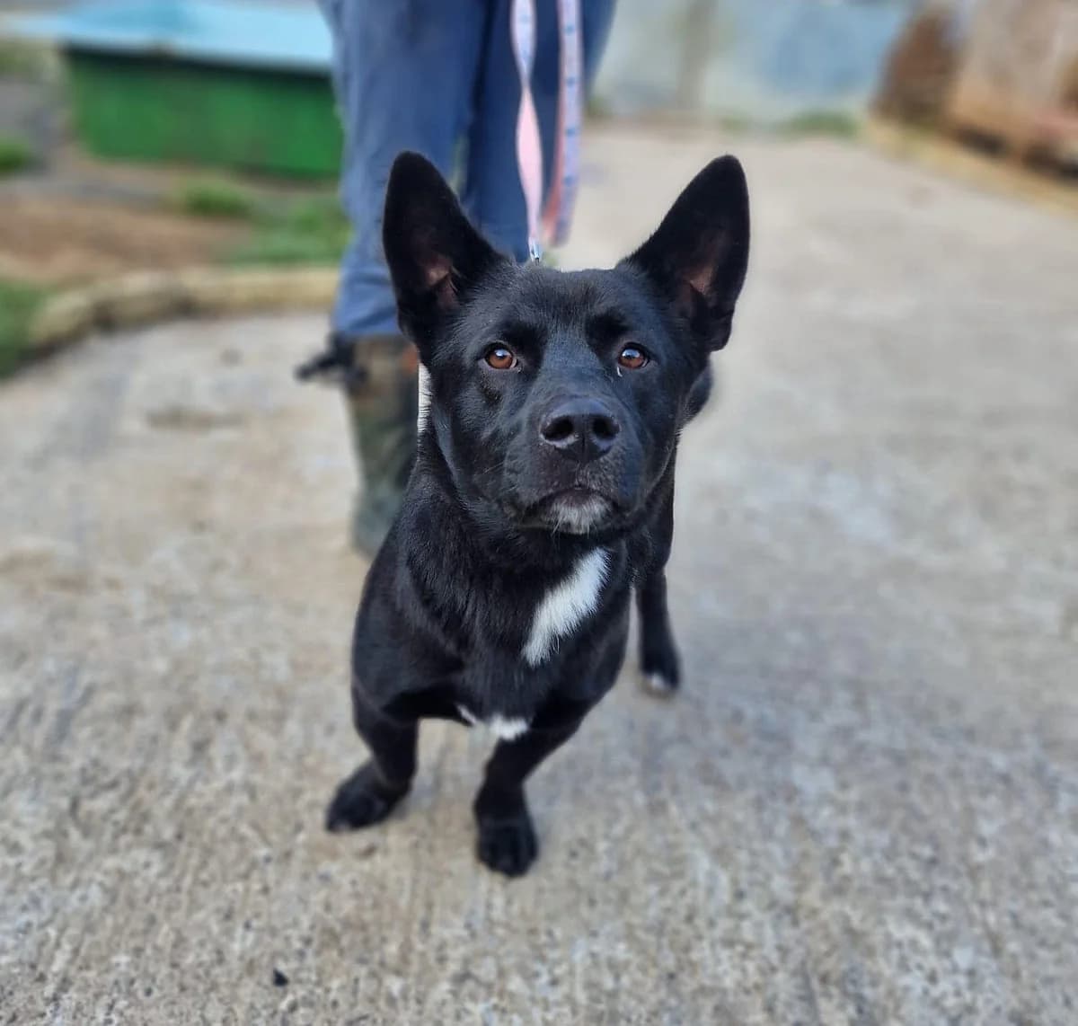 BORIS, male 7yo Mixed Breed for adoption at Karanténna stanica Banská Bystrica (Zvolen), Zvolen