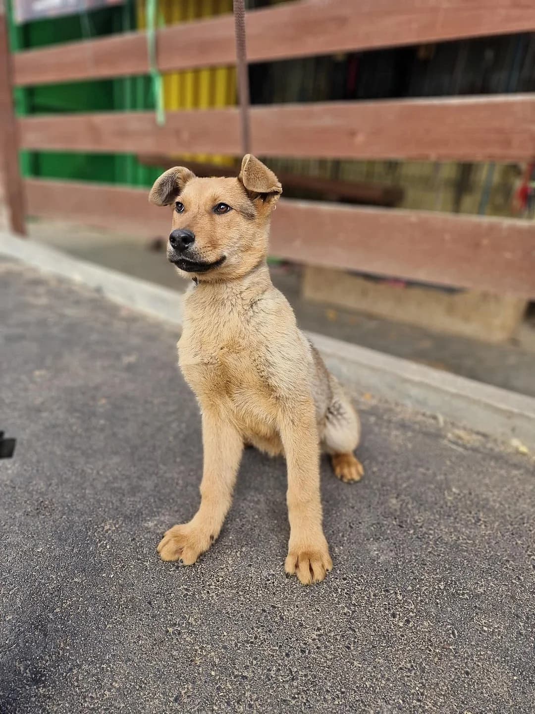 FERRUCCIO, Mixed Breed for adoption at Karanténna stanica Banská Bystrica (Zvolen), Zvolen