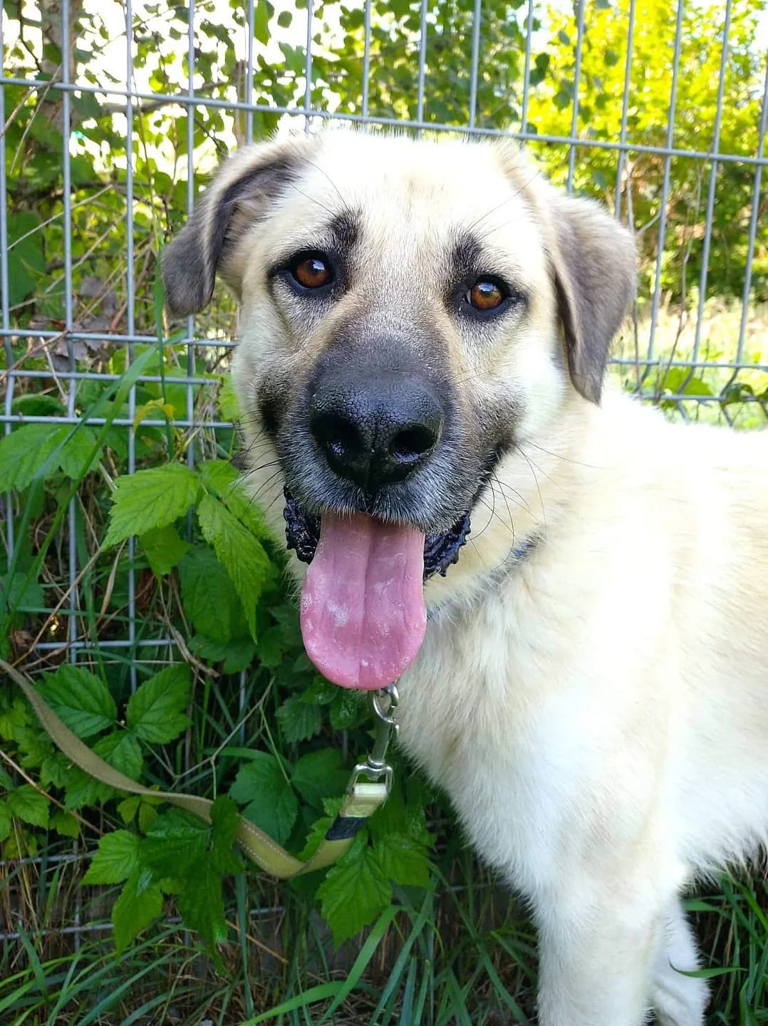 KOKOS, male Mixed Breed for adoption at Karanténna stanica Banská Bystrica (Zvolen), Zvolen