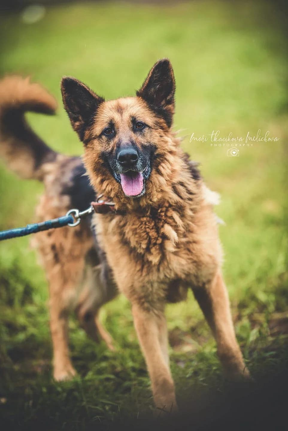 REXINA, female Mixed Breed for adoption at Karanténna stanica Banská Bystrica (Zvolen), Zvolen