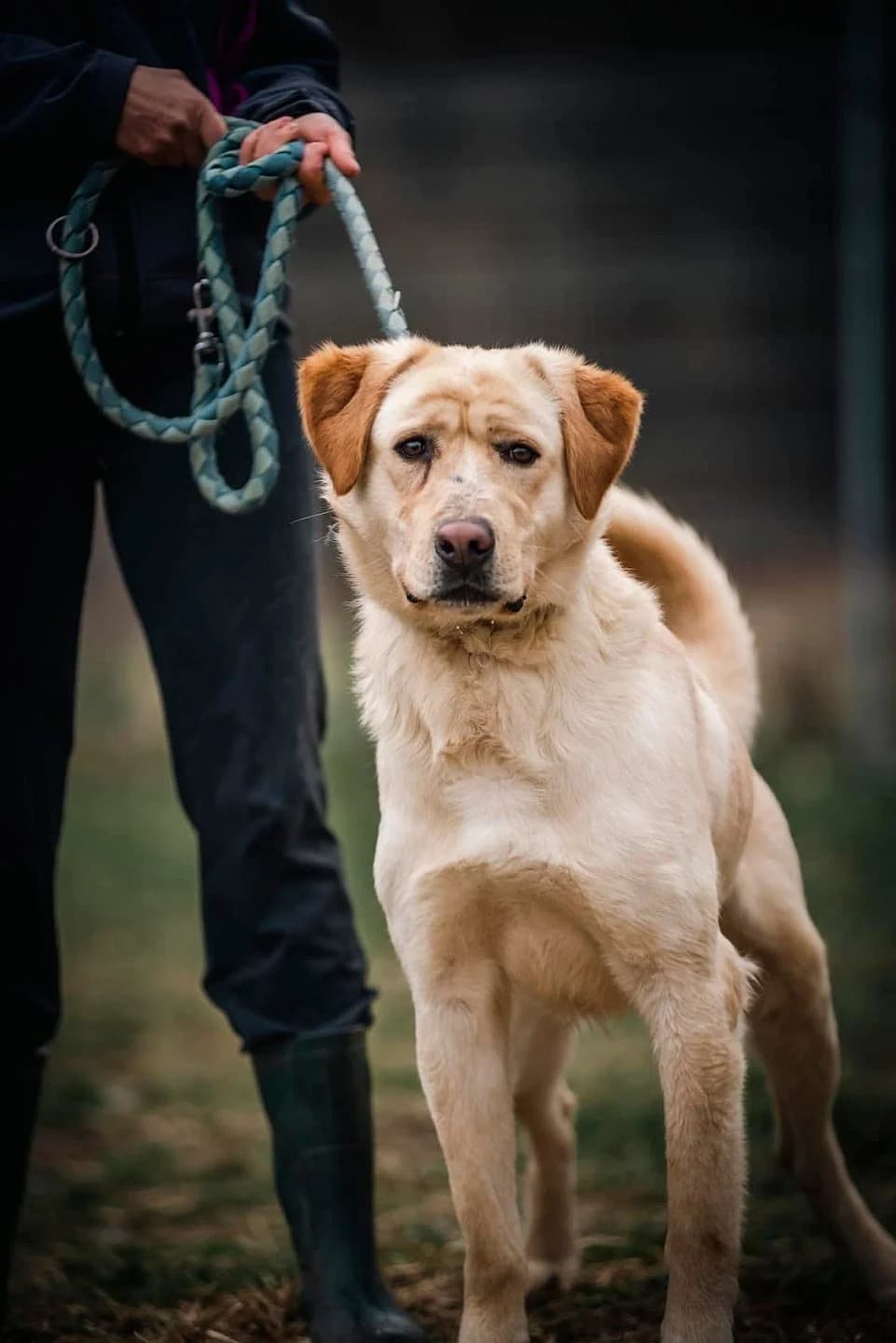 SAXON, male Mixed Breed for adoption at Karanténna stanica Banská Bystrica (Zvolen), Zvolen
