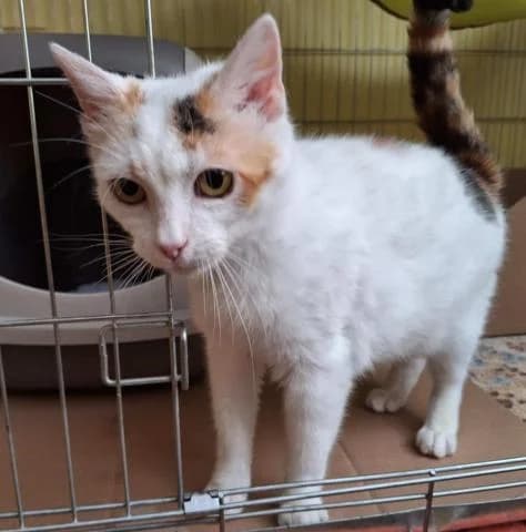 Bublinka, female 3yo Mixed Breed for adoption at OZ MačkySOS