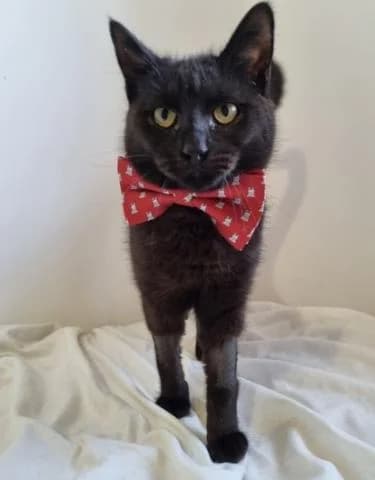 Byron, male Mixed Breed for adoption at OZ MačkySOS