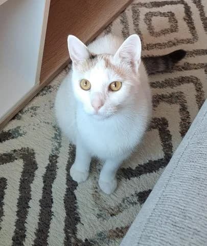 Lori, female Mixed Breed for adoption at OZ MačkySOS