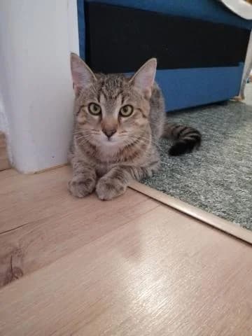 Macko, male Mixed Breed for adoption at OZ MačkySOS