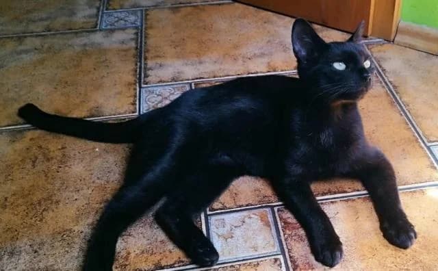 Melania, female puppy Mixed Breed for adoption at OZ MačkySOS