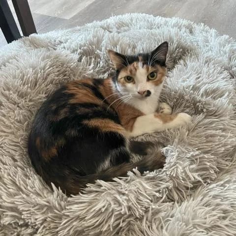 Nelka, female Mixed Breed for adoption at OZ MačkySOS