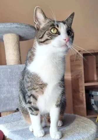 Suzy, female 3yo Mixed Breed for adoption at OZ MačkySOS