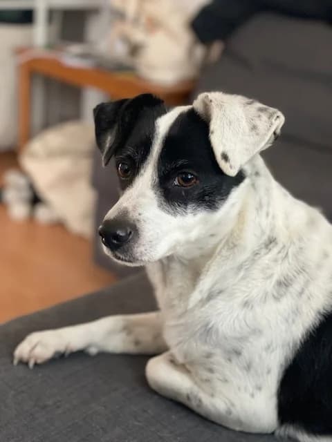 Alexa, female 7yo Mixed Breed for adoption at MAJME SRDCE, 851 06 Bratislava-Petržalka