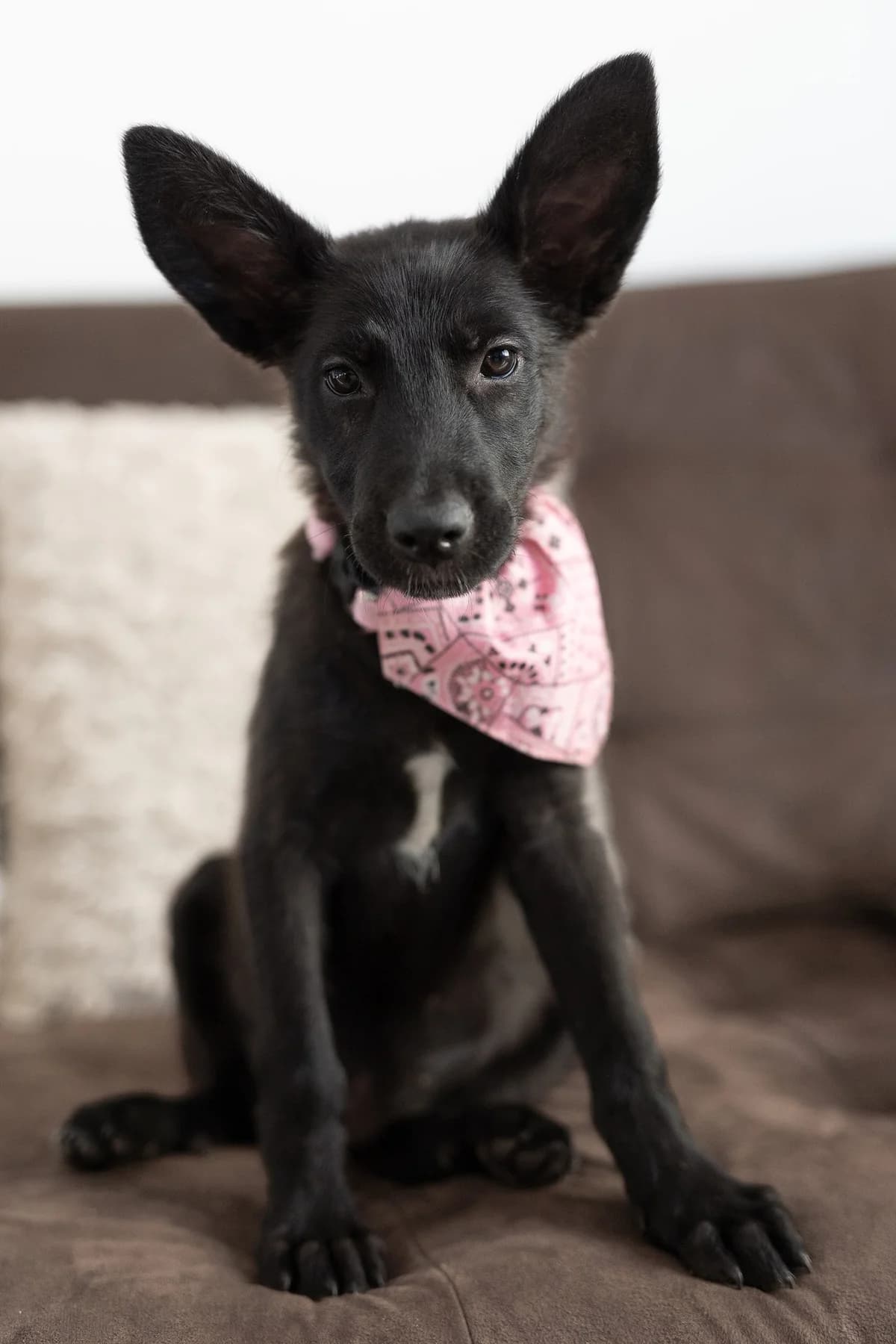 Astoria, female puppy Mixed Breed for adoption at MAJME SRDCE, Bratislava-Petržalka
