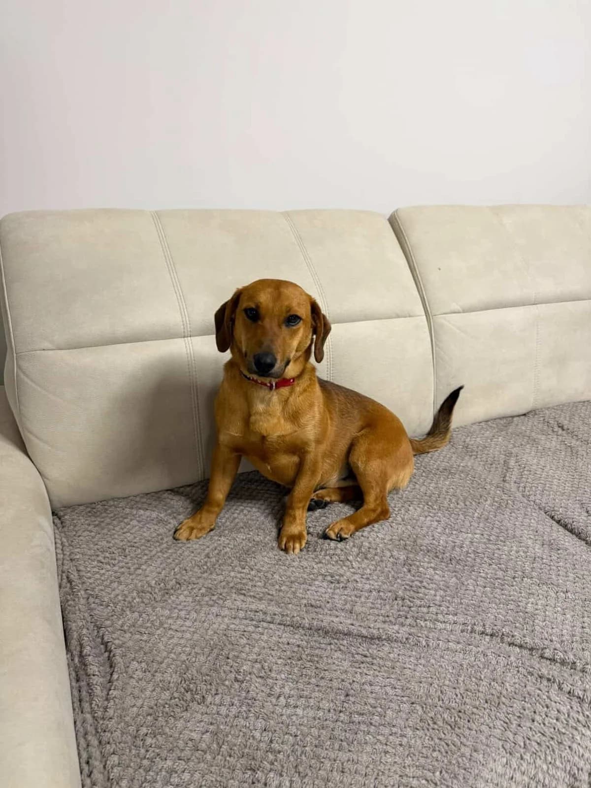 Barcley, male young Mixed Breed for adoption at MAJME SRDCE, 851 06 Bratislava-Petržalka