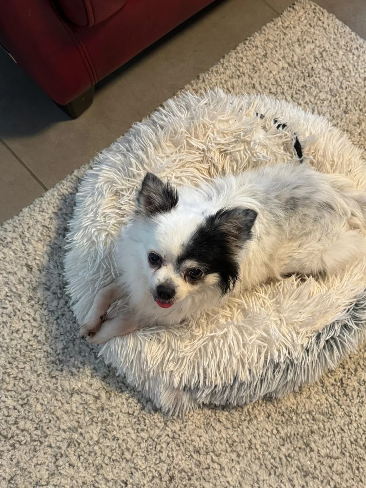 Čiko, male senior Mixed Breed for adoption at MAJME SRDCE, 851 06 Bratislava-Petržalka