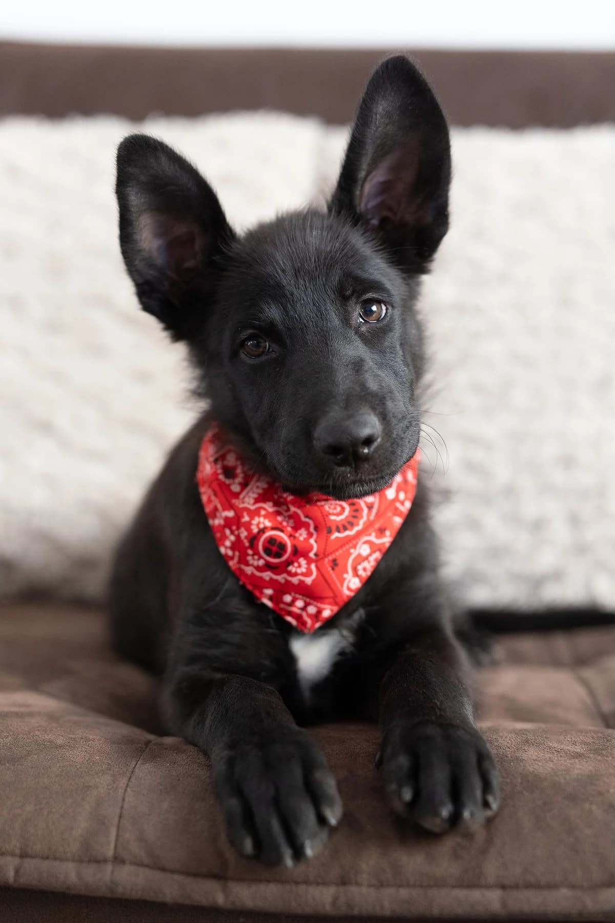 Draco, male puppy Mixed Breed for adoption at MAJME SRDCE, Bratislava-Petržalka