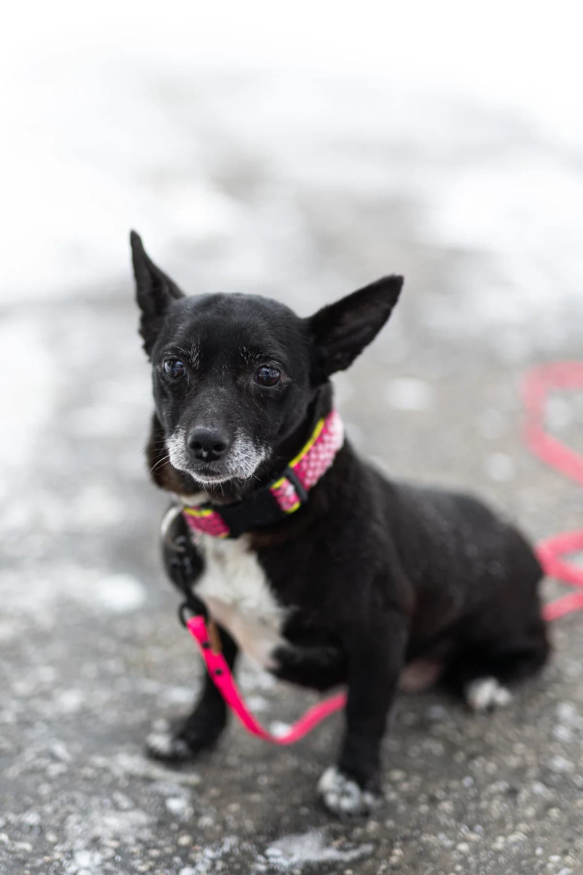 Korina, female senior Mixed Breed for adoption at MAJME SRDCE, 851 06 Bratislava-Petržalka