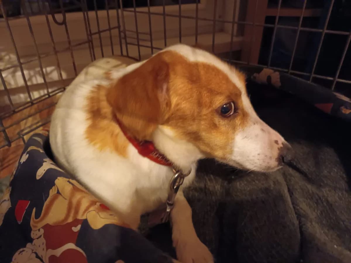 Marion, female 6yo Mixed Breed for adoption at MAJME SRDCE, 851 06 Bratislava-Petržalka