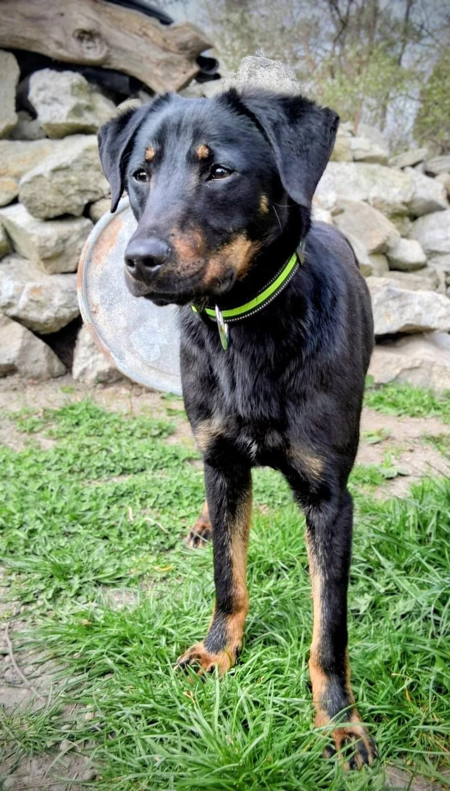 Pluto, male puppy Mixed Breed for adoption at MAJME SRDCE, 851 06 Bratislava-Petržalka