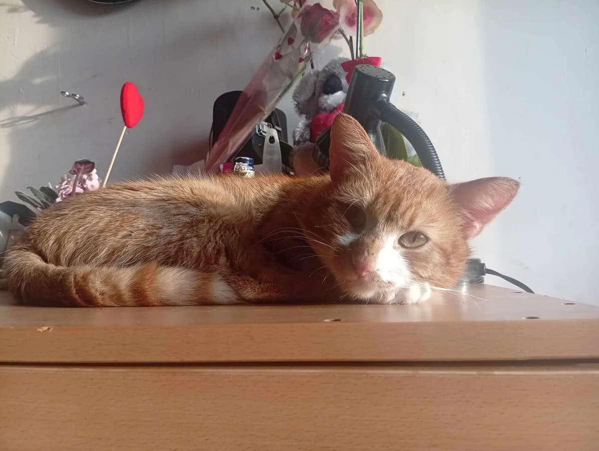 Raduz, male young Mixed Breed for adoption at MAJME SRDCE, 851 06 Bratislava-Petržalka