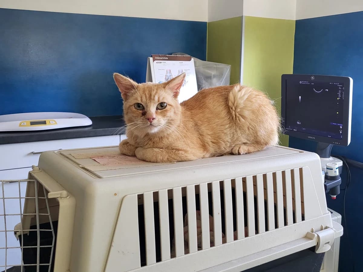 Sheeran, male 5yo Mixed Breed for adoption at MAJME SRDCE, 851 06 Bratislava-Petržalka