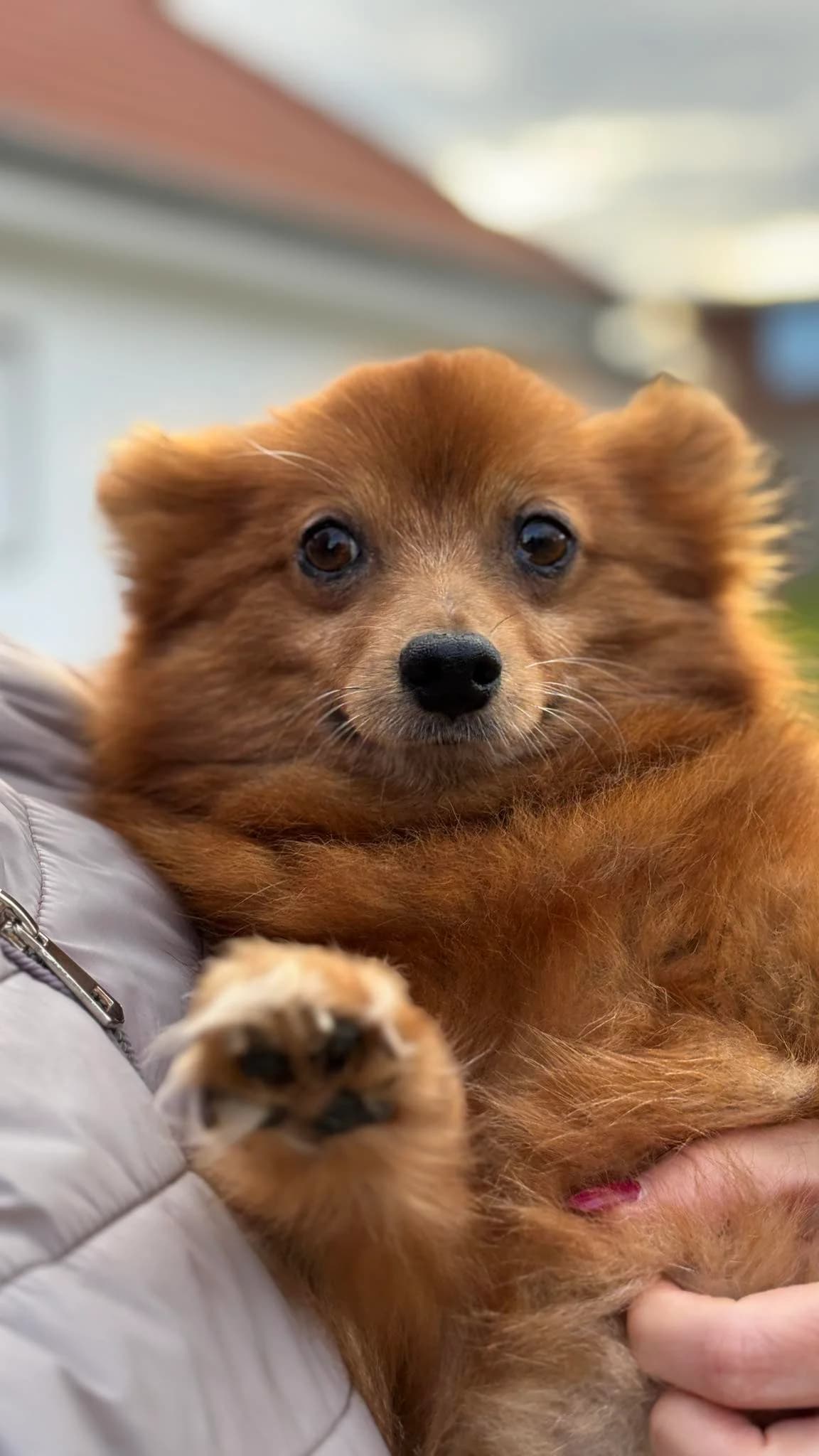 Suri, female puppy Mixed Breed for adoption at MAJME SRDCE, 851 06 Bratislava-Petržalka