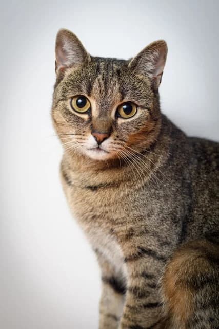 Thelma, female young Mixed Breed for adoption at MAJME SRDCE, 851 06 Bratislava-Petržalka