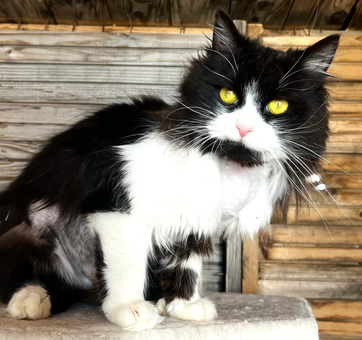 Arien, female young Mixed Breed for adoption at Malá farma