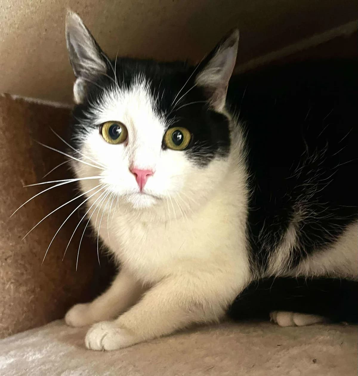 Artúrka, female young Mixed Breed for adoption at Malá farma