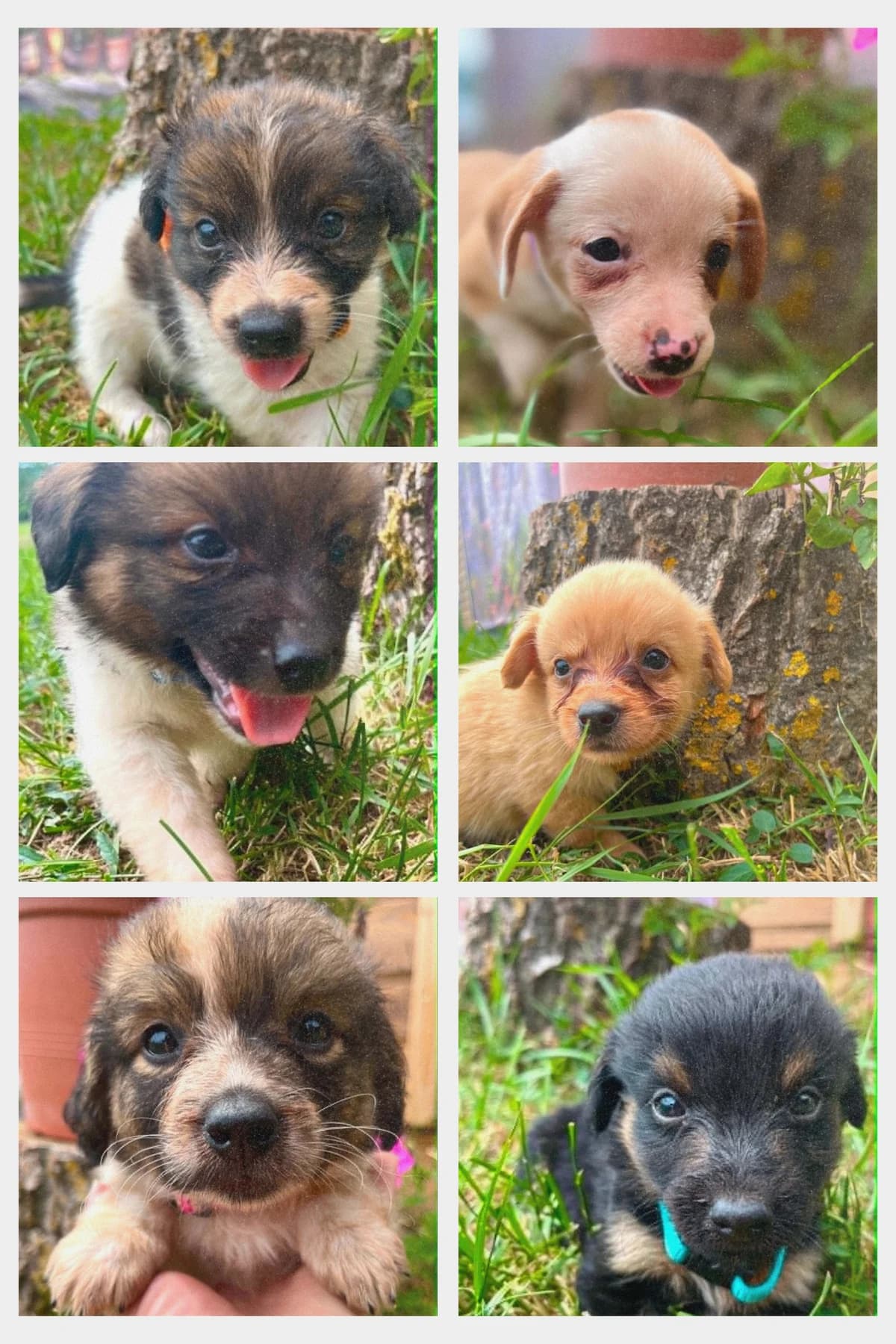 Šteniatka „B“, male Mixed Breed for adoption at Malá farma