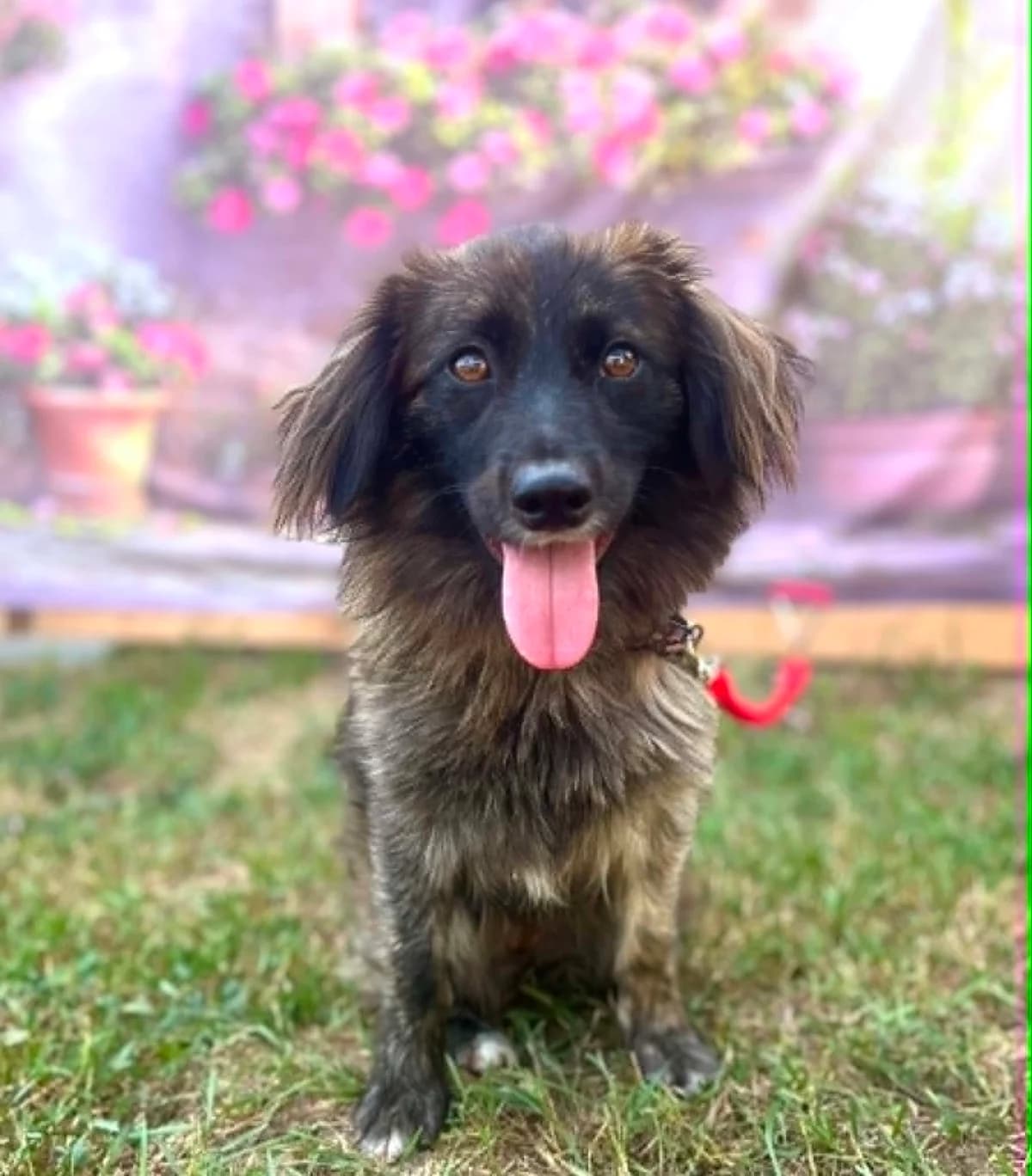 Baela, Mixed Breed (Malá farma)