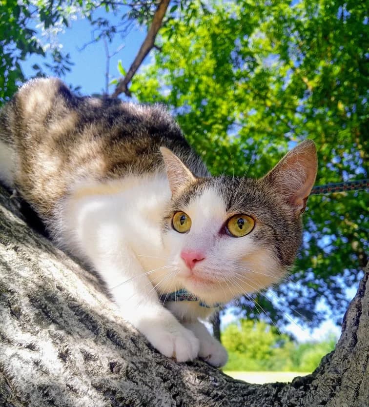 Bailey, male young Mixed Breed for adoption at Malá farma