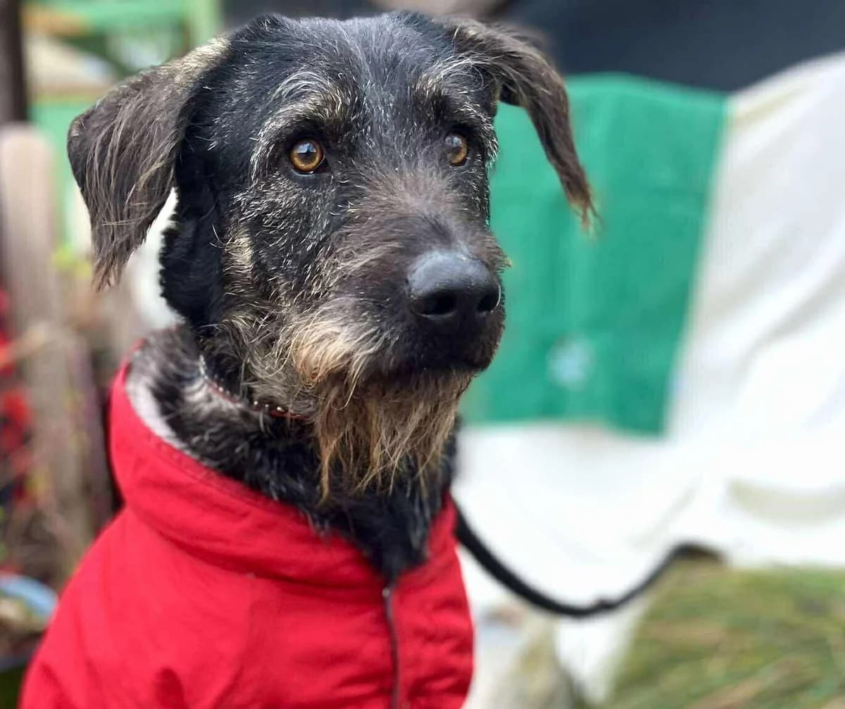 Baril, male 3yo Mixed Breed for adoption at Malá farma