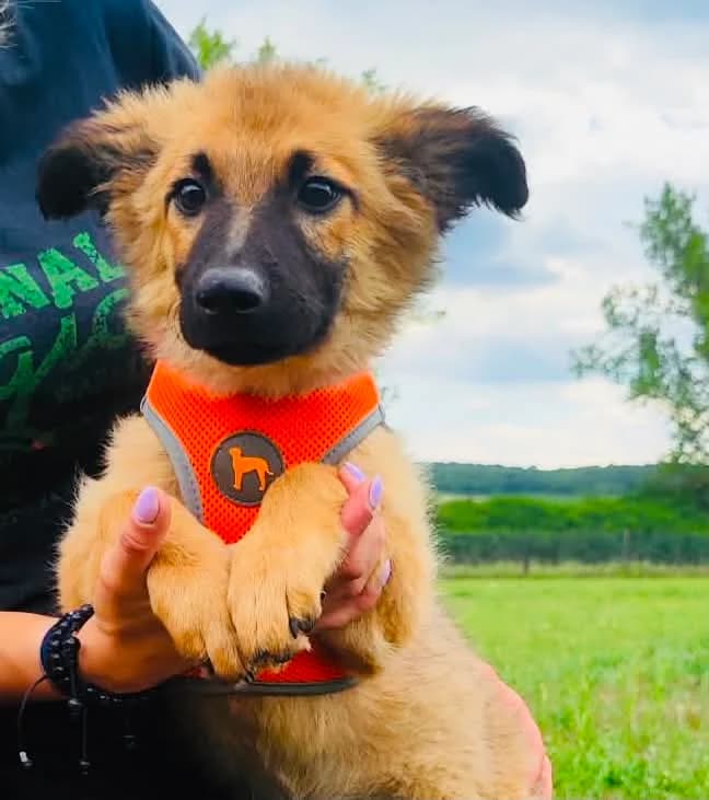 Bebe, female puppy Mixed Breed for adoption at Malá farma