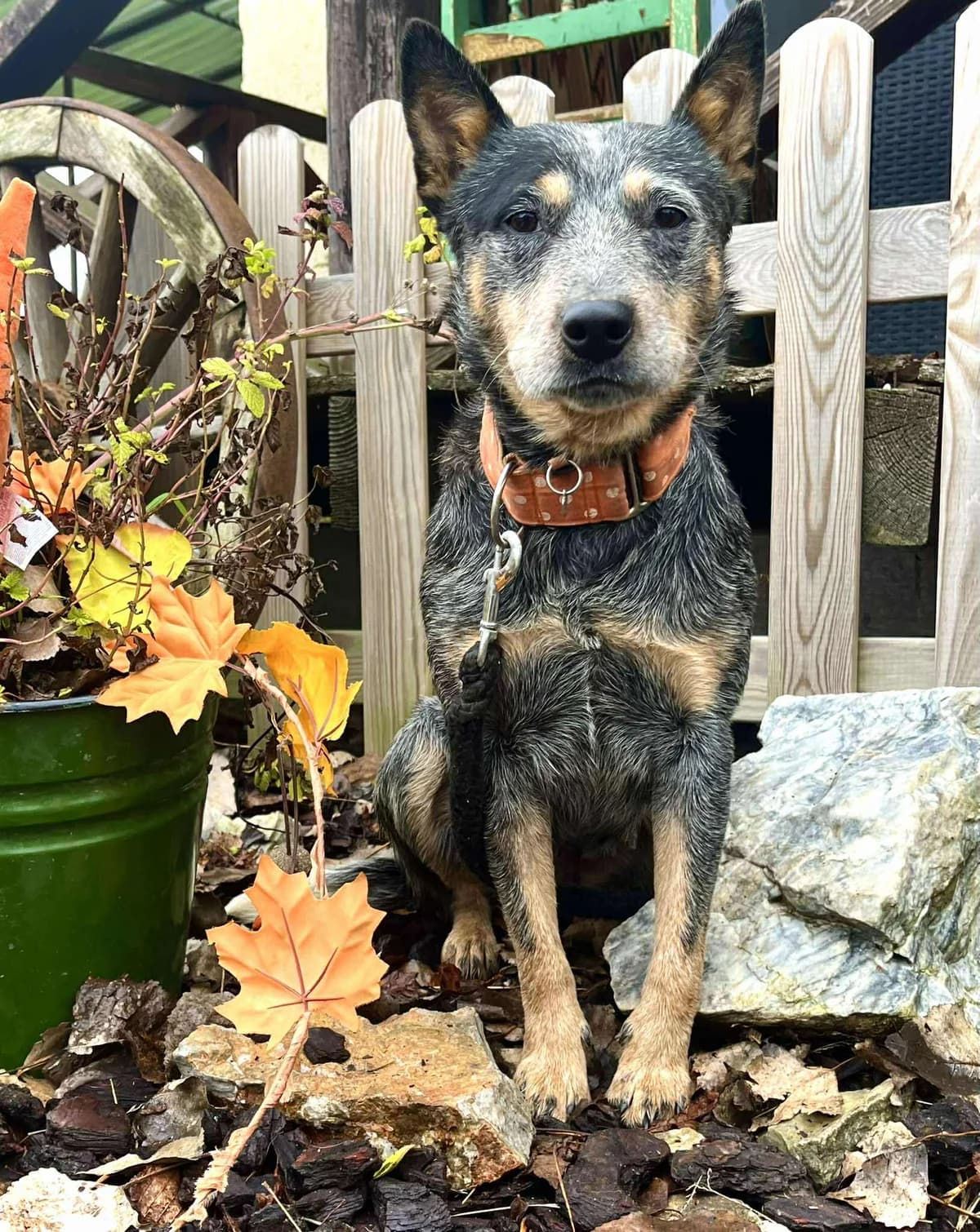 Bela, female 3yo Mixed Breed for adoption at Malá farma