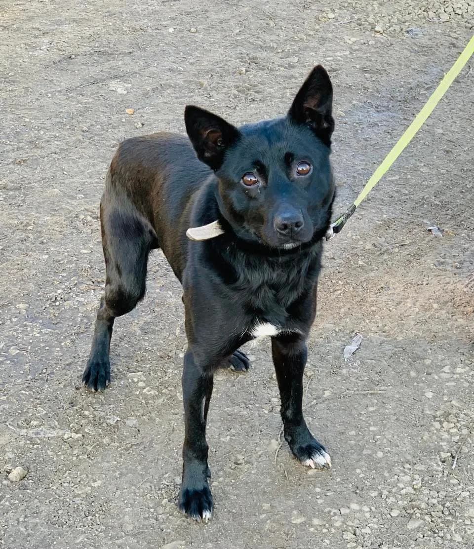 Benson, male young Mixed Breed for adoption at Malá farma