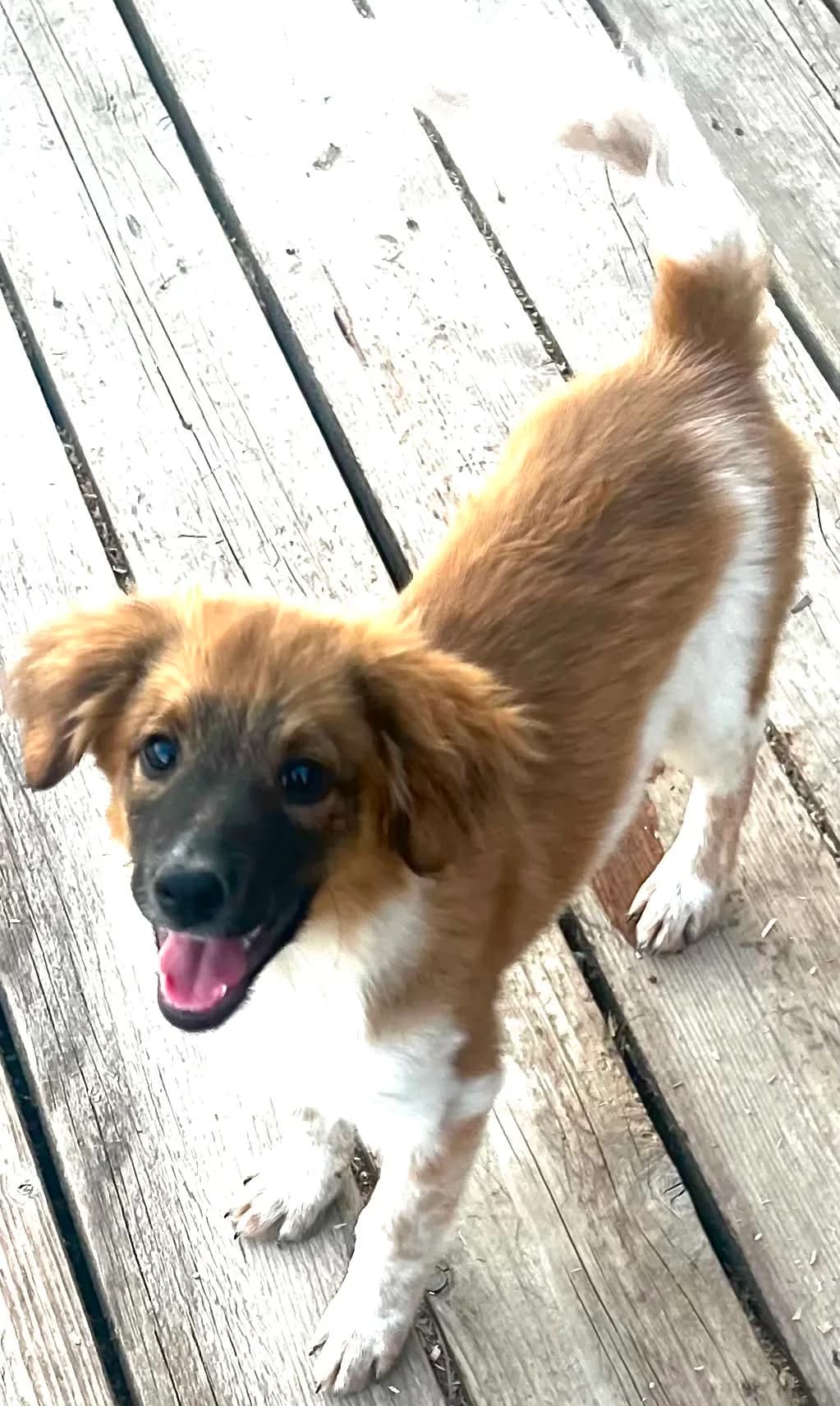 Bernie, male puppy Mixed Breed for adoption at Malá farma