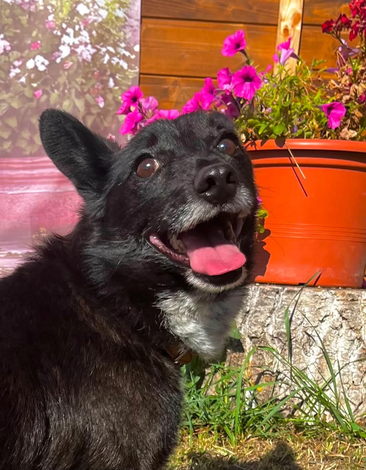 Billy, male 5yo Mixed Breed for adoption at Malá farma
