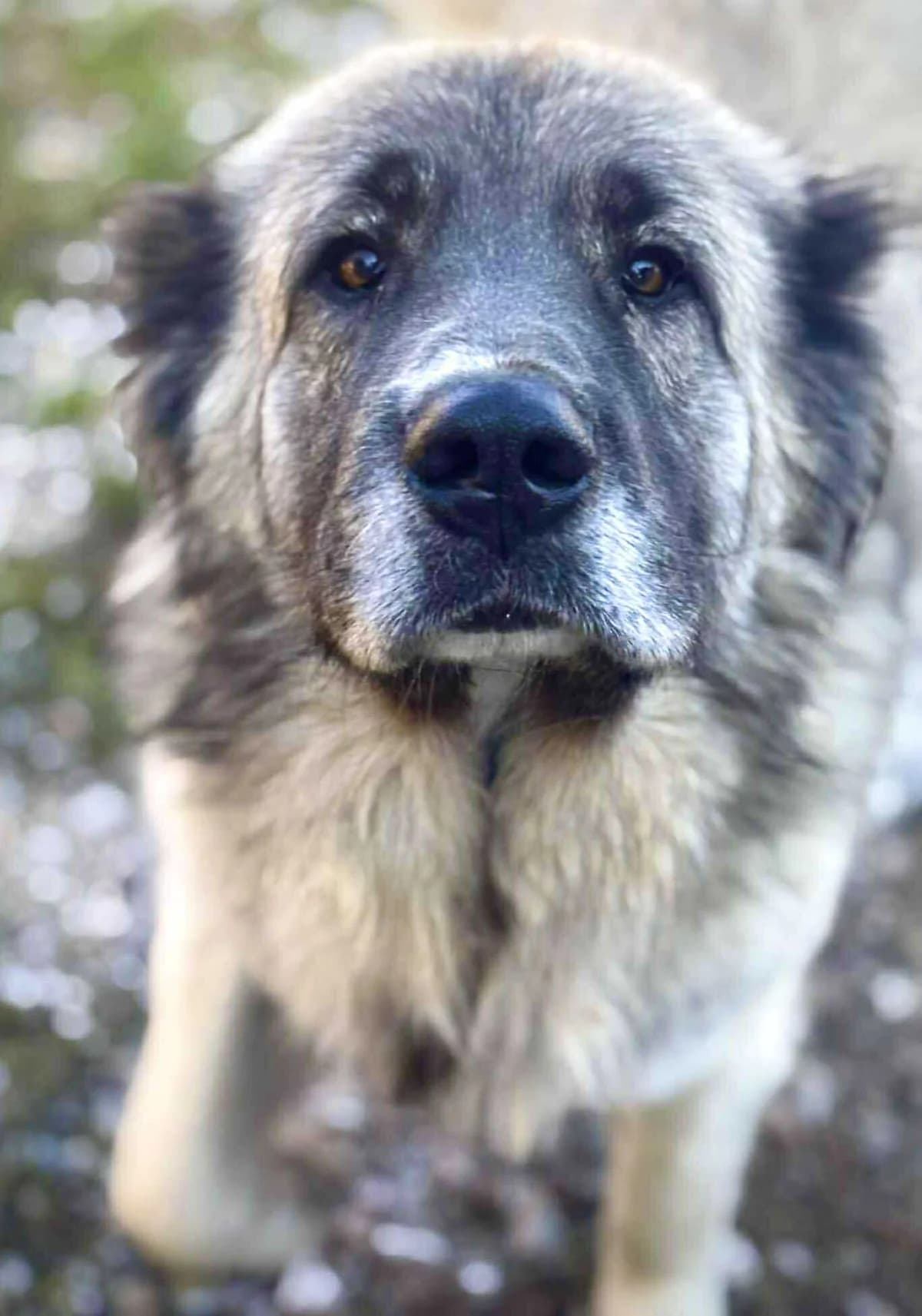 Bubu, male 3yo Mixed Breed for adoption at Malá farma