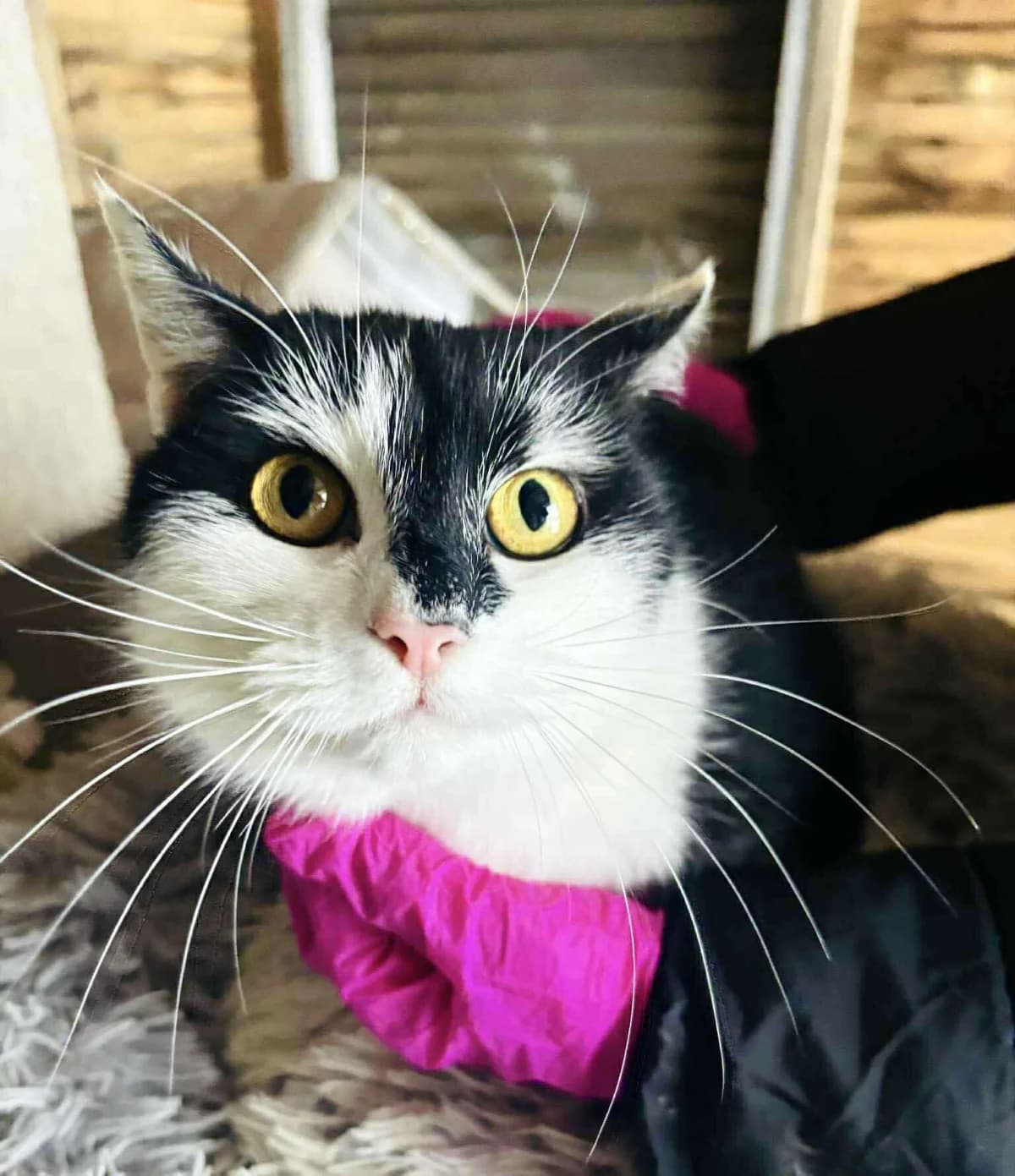 Carlos, male 3yo Mixed Breed for adoption at Malá farma