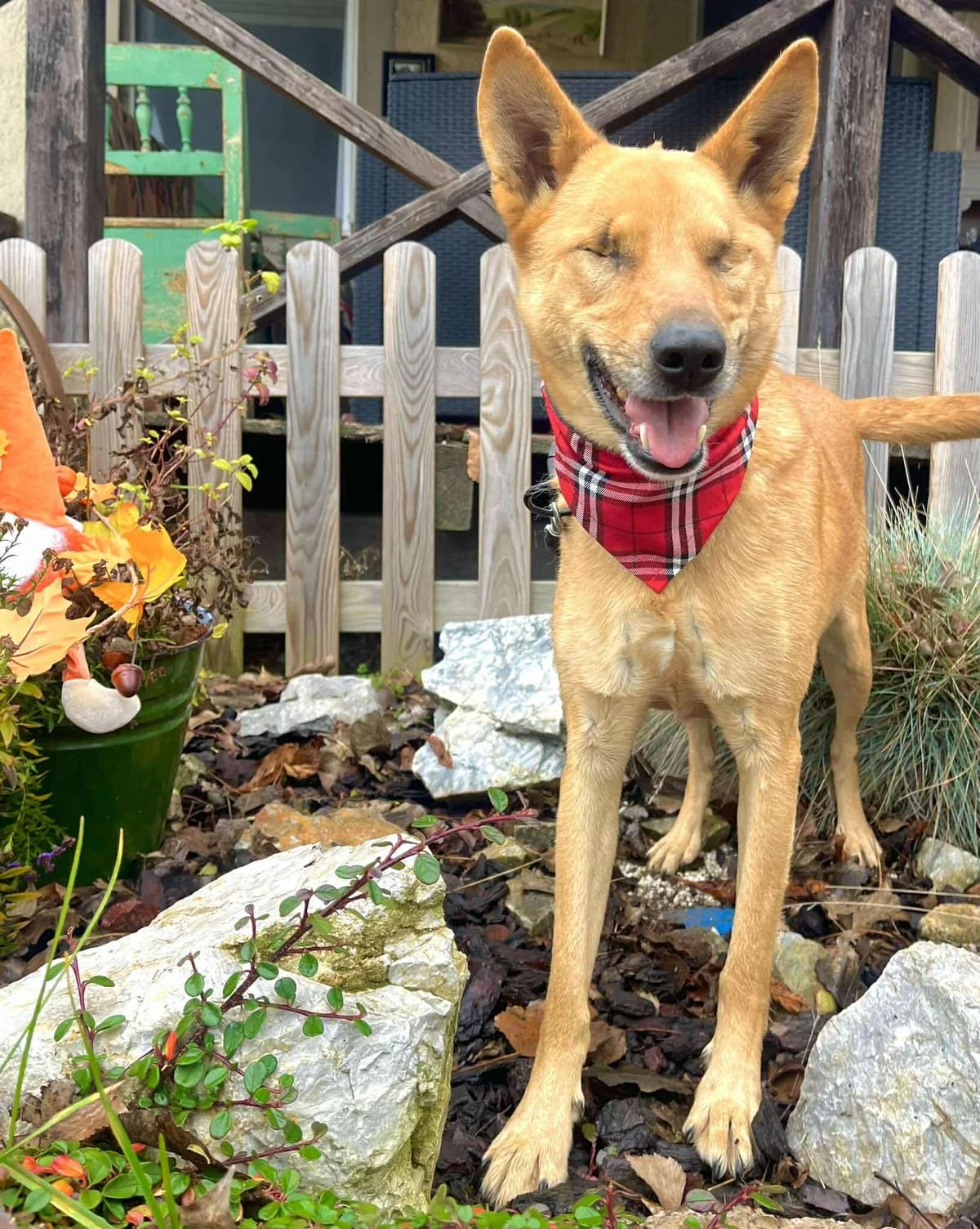 Charlotte, female 5yo Mixed Breed for adoption at Malá farma