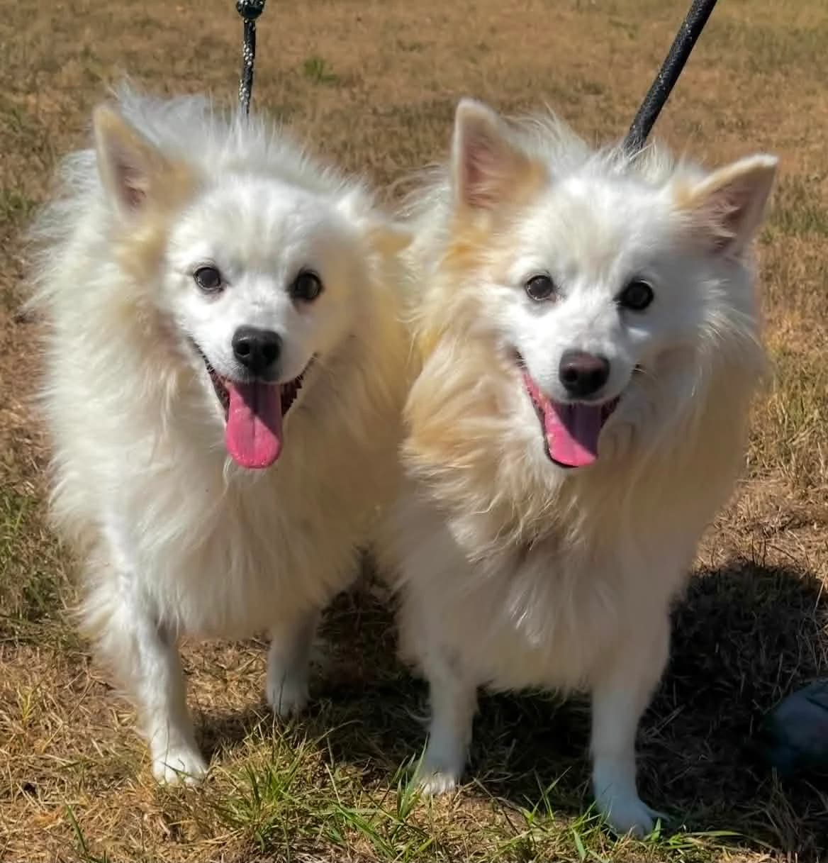 Cint & Pint, male senior Mixed Breed for adoption at Malá farma