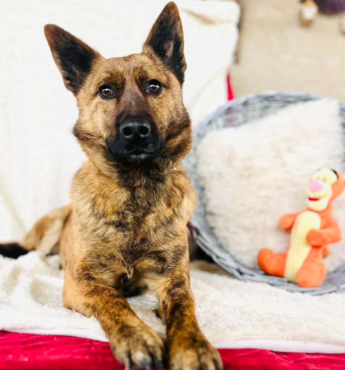 Czar, male 5yo Mixed Breed for adoption at Malá farma