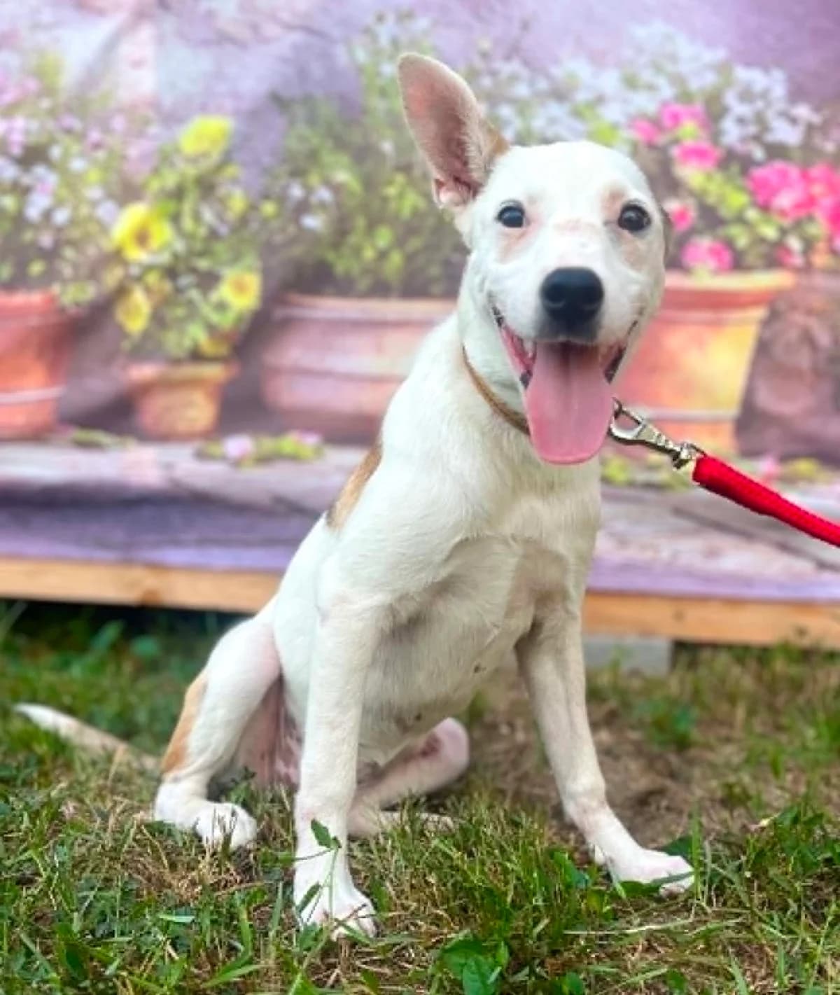 Daisy, female puppy Mixed Breed for adoption at Malá farma