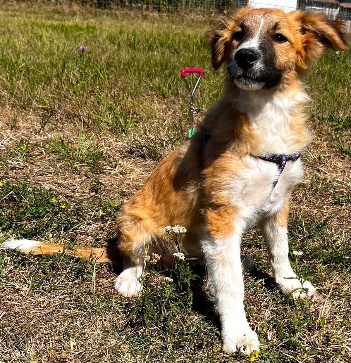 Damian, male puppy Mixed Breed for adoption at Malá farma