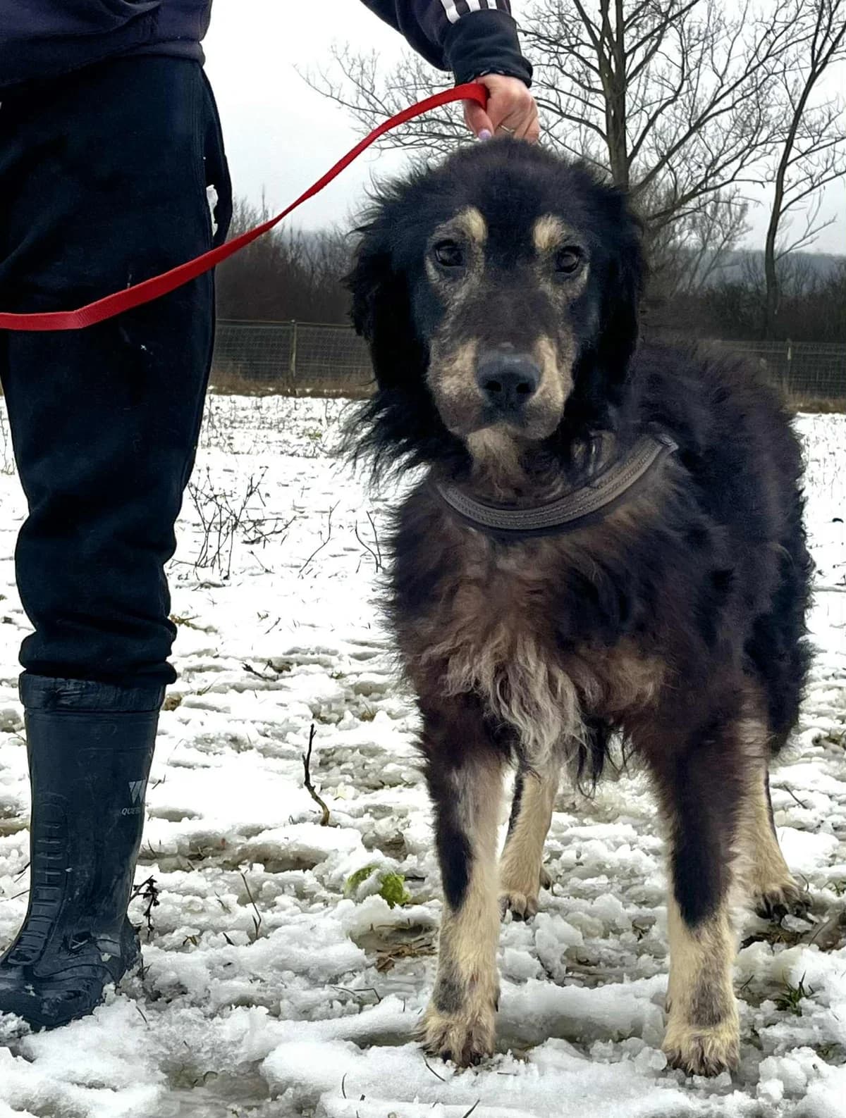 Danell, male young Mixed Breed for adoption at Malá farma