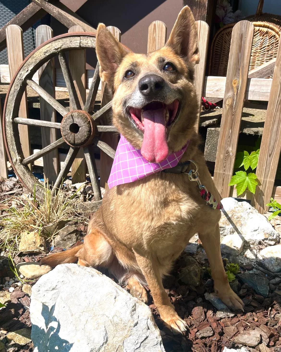 Deby, female 7yo Mixed Breed for adoption at Malá farma