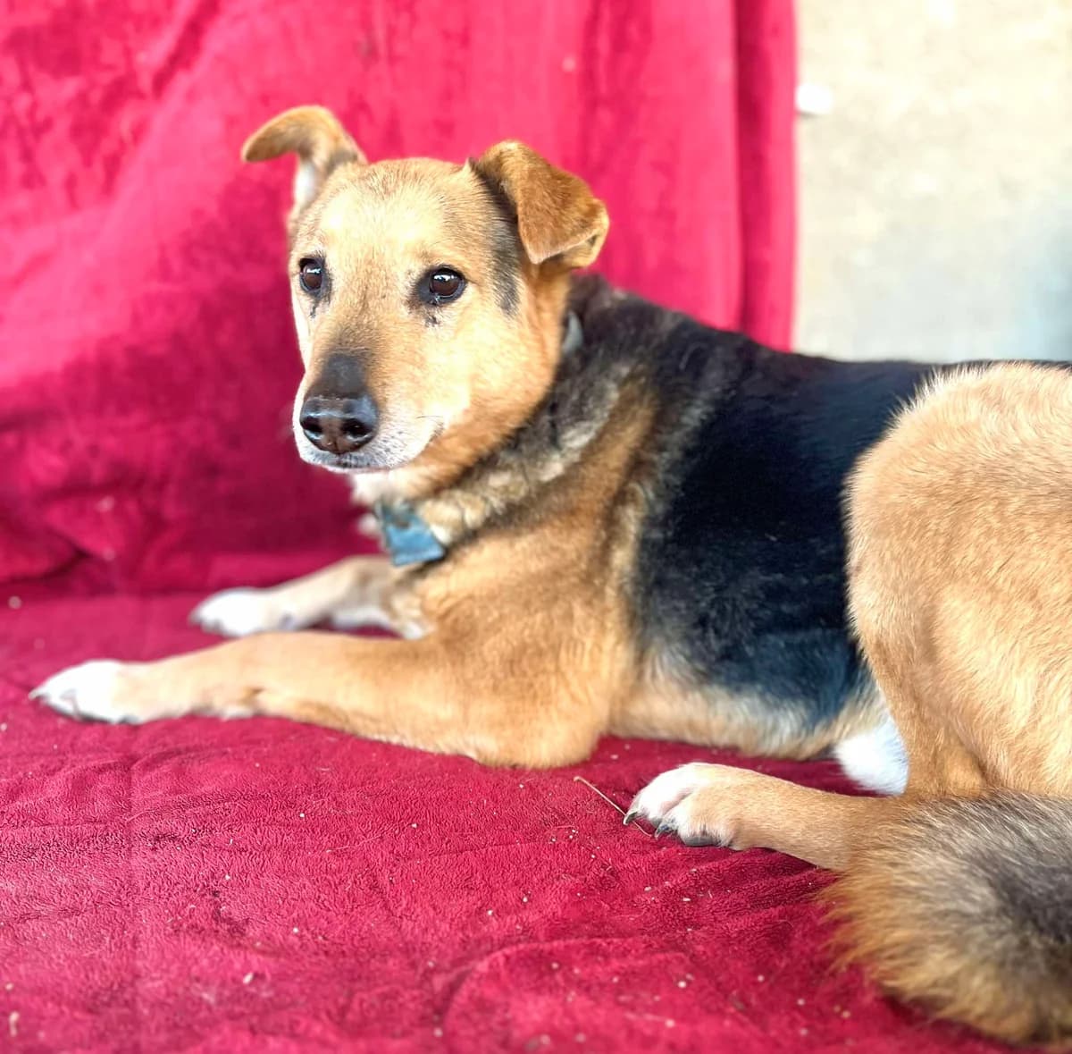 Debyr, male senior Mixed Breed for adoption at Malá farma