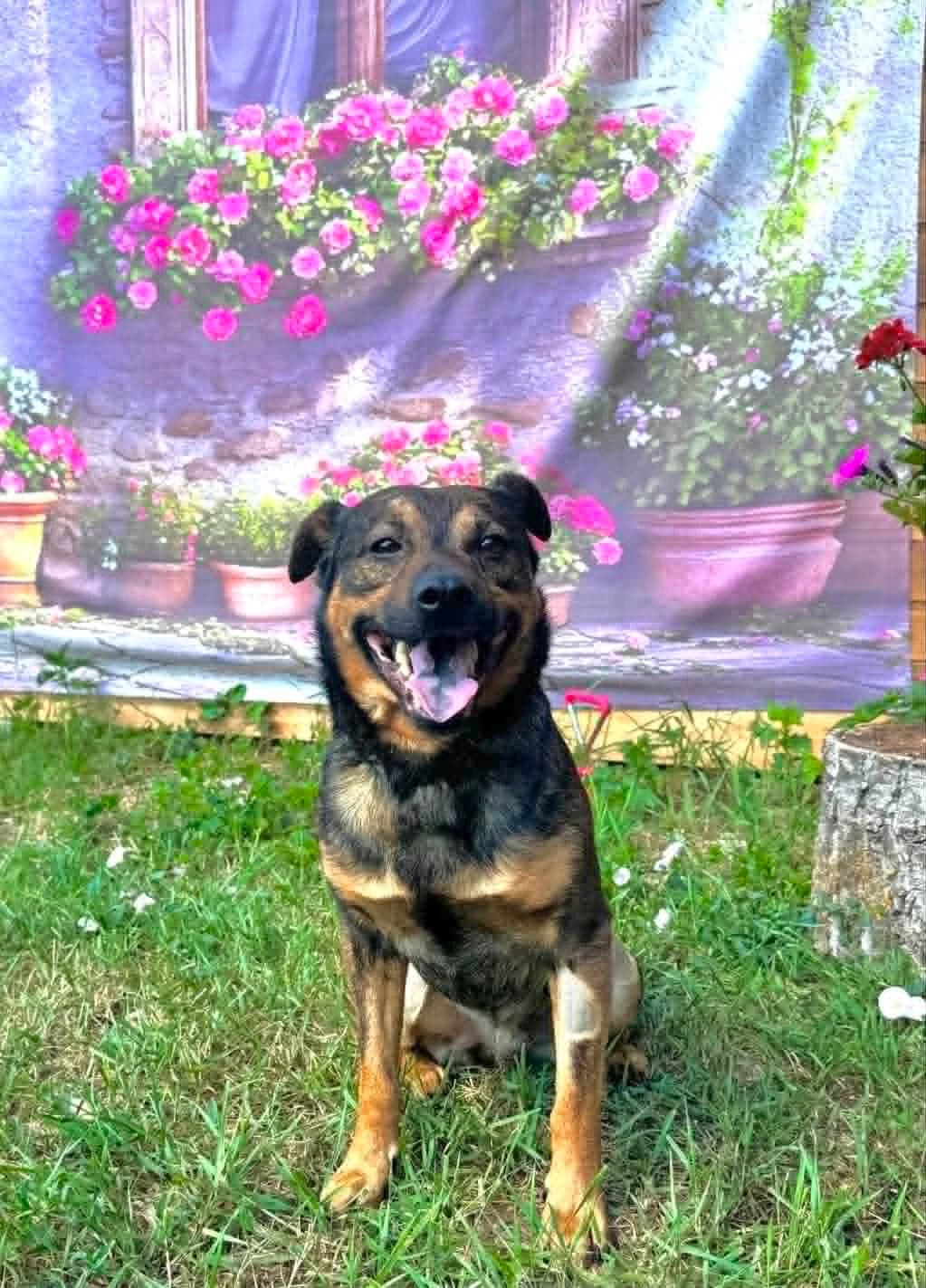 Dodko, Mixed Breed (Malá farma)